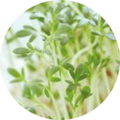 Image module